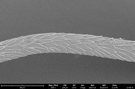 110234_504814_jswz.jpeg 狗狗的背部彎曲絨毛 .jpeg