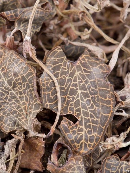 101235_144700_gsdt.jpg 2.jpg