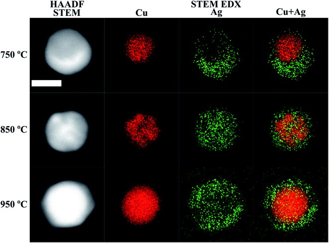 在 STEM-EDX 圖上觀察到 Cu@Ag 納米粒子的兩個不同的形態(tài)相 在 STEM-EDX 圖上觀察到 Cu@Ag 納米粒子的兩個不同的形態(tài)相