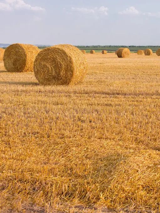 093913_936525_gsdt.jpg 2.jpg